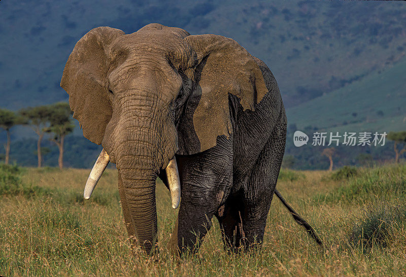 非洲丛林象(Loxodonta africana)，也被称为非洲草原象。肯尼亚马赛马拉国家保护区。头部和大獠牙的特写。